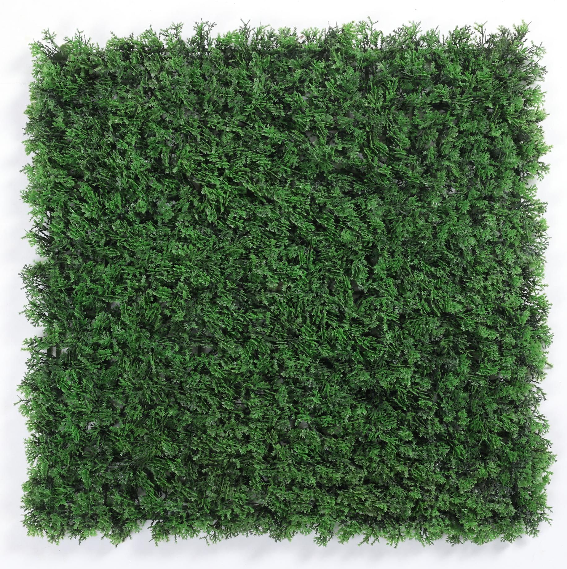 Dark green cypress