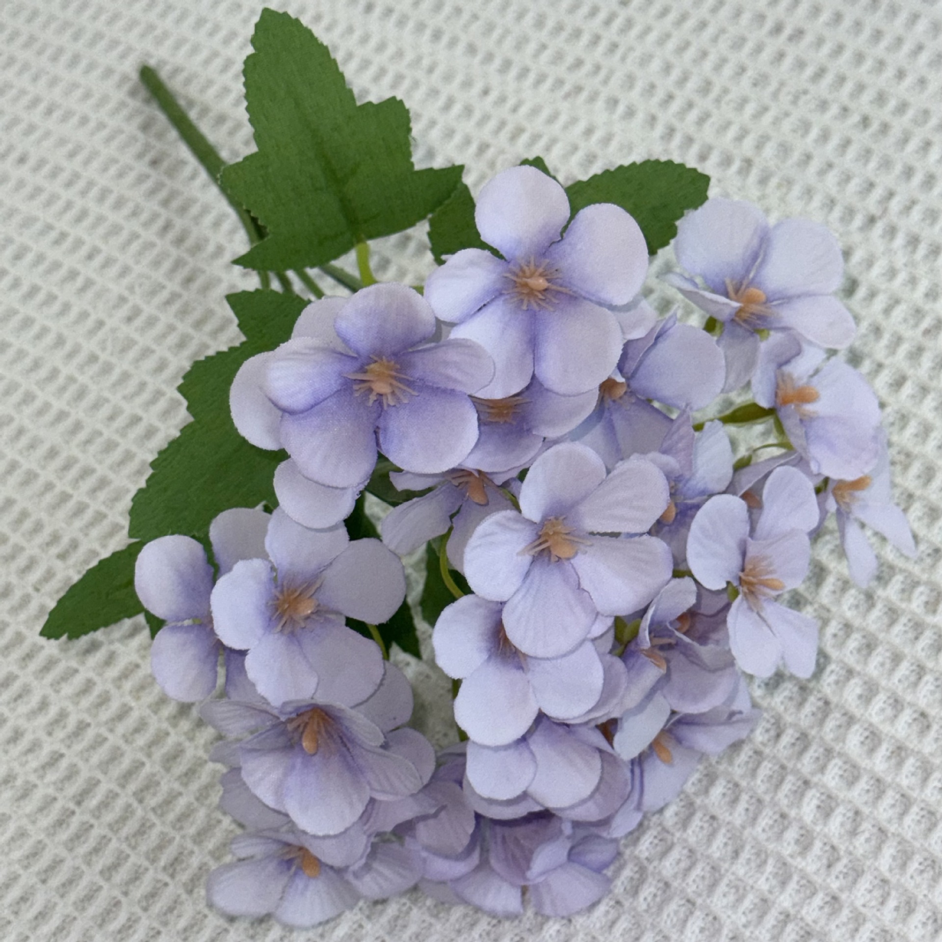 Morado