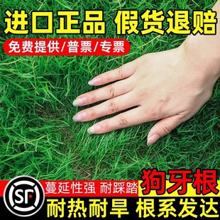Dog Tooth Grass Seeds, Four-Season Evergreen Lawn Seeds, Slope Protection and Soil Fixation, Manila Greening, Bermuda Turf Seeds