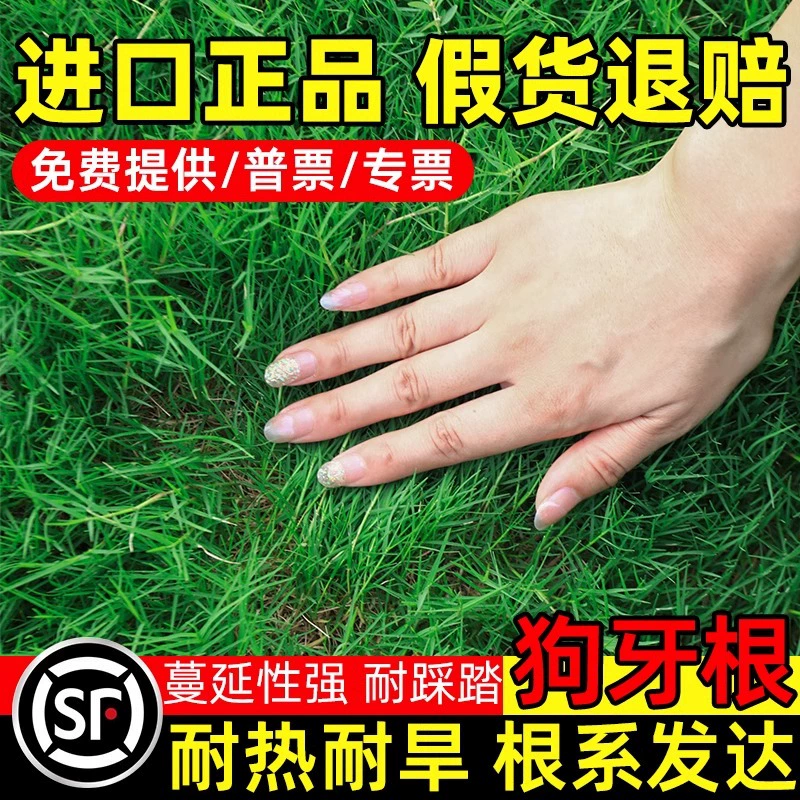 Семена корневой травы Собаки четыре сезона вечнозеленый газон семена защиты склонов и почвы Манила зеленый Бермудские семена дерна