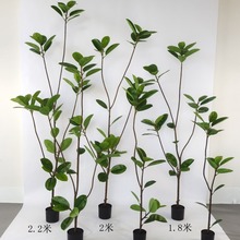 �����Ϙ����ԾG��Ƥ�����ԟᎧ�Gֲ��ߴ��҃����辰����b��쾰