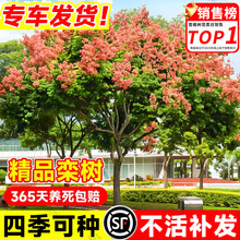 ��������ͥԺ�����ͺ��G�����S�X����ϱ����ͺ�ֲ���L������