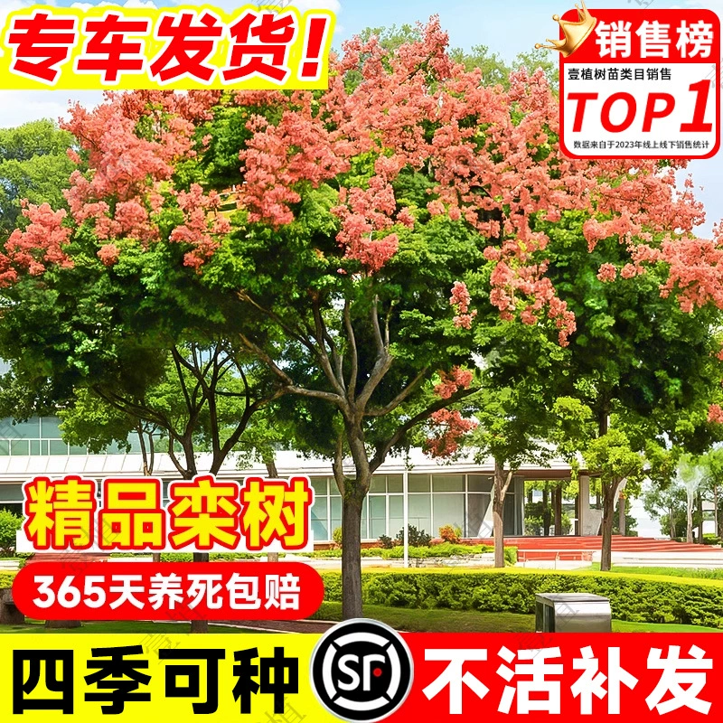 Большое морозостойкое декоративное дерево для двора, подходящее как для северных, так и для южных регионов.