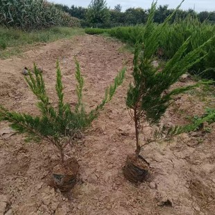 ����������ľ ���ؾG�hС��I�B�����ؘ� һ������