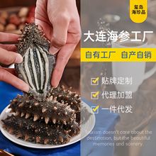 大连鲜食海参即食海参刺参新鲜辽参深海海参水产品海参即食海参