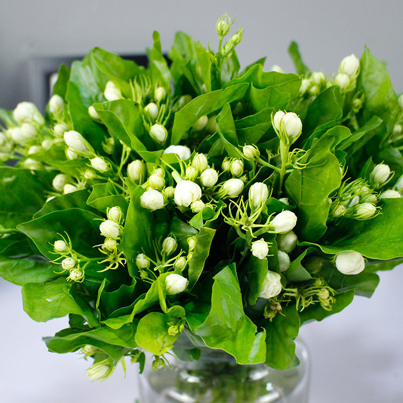 玫瑰花鲜花云南昆地批直发百合向日葵红豆家用鲜切水养插绢花|undefined