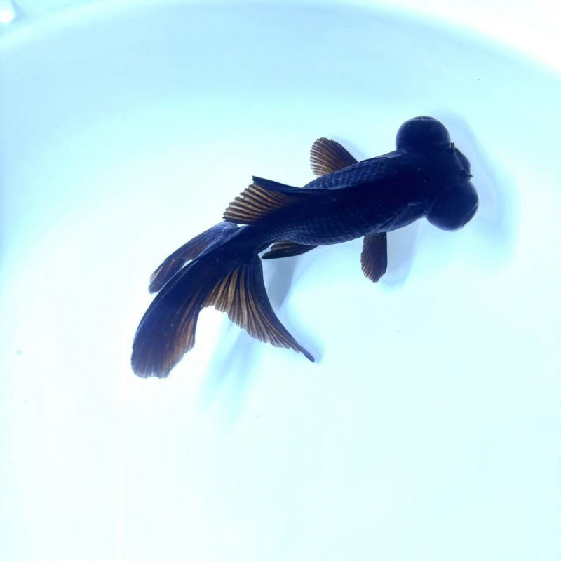 小さな金魚、活魚、観賞魚、冷水、淡水、赤魚、鯉、飼いやすい、耐久性、幸運の頭、国宝金魚|undefined
