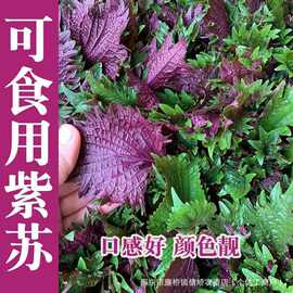 紫苏种子可食用红紫苏种子大叶紫苏种子四季耐热阳台盆栽蔬菜种子