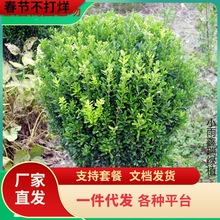 һlS С~S S С~Sľ S