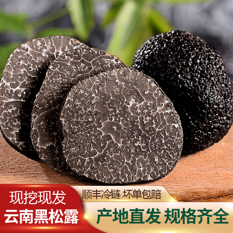 黑松露产地货源 云南特产新鲜黑松露 块菌猪拱菌洗货煲汤食材优质