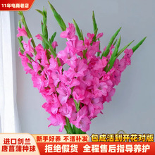 MфmN̨ͥԺϲ͟ͺֲл