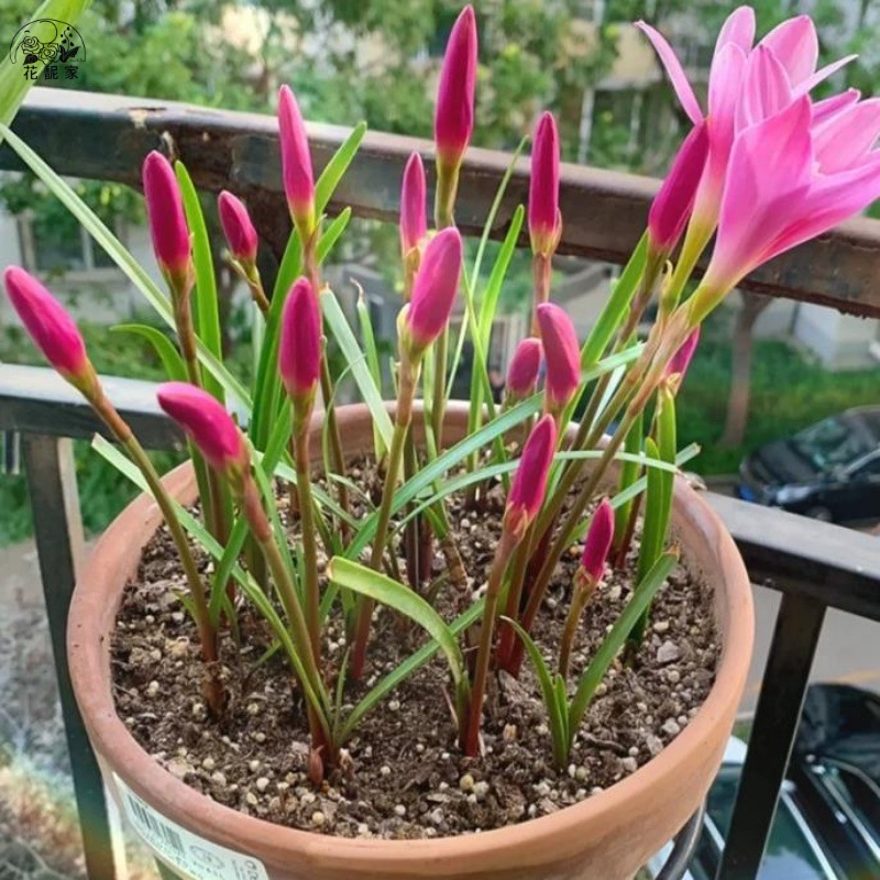 【Flowering All Year Round】The Fragrant Rain Lily Bulbs Are Easy to Grow and Maintain, Suitable for Courtyard and Balcony Potted Plants, and Are Both Cold and Heat Resistant
