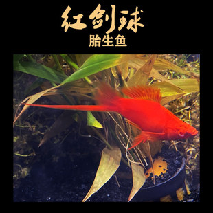 �t�����^�p�~�����]�t���t�����w�����x���tɫ���w��Ʒ���̿�ħ�~