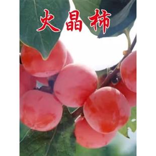 ���Ә��籬��޽ӻ��������ش�������Ә������Ե����ϱ����Nֲ