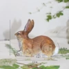 Pine rabbit