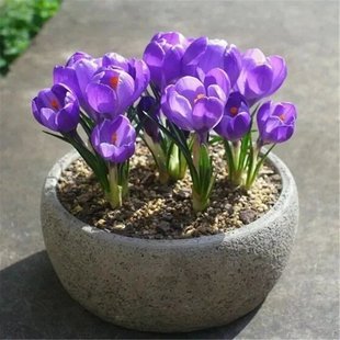 �ؼt���N�򷬼t�����������������ļ��ͺ���ʳ�÷N�����t�������