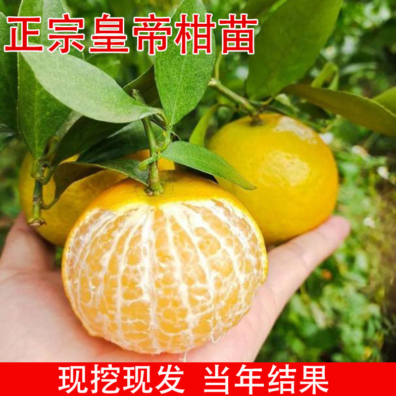 正宗皇帝柑树苗广西柑橘苗橘子苗脆皮金桔果苗贡柑南方水果桔子苗
