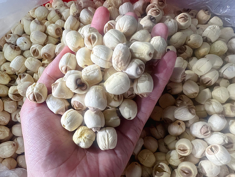 Dried Lotus Seeds Core Removed Jianning Origin 5 Jin Bulk Edible Herb key features