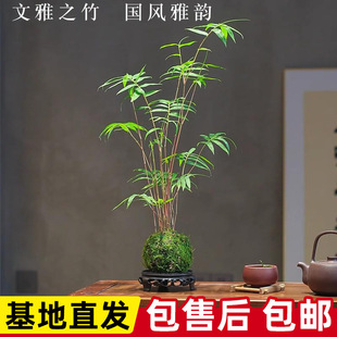 �t��t�^����̦����̦�\��ˮ������ֲ��͏d�Gֲ�����辰�t���~