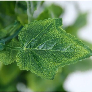 �����ȼ����ٗl��ֲ���~�������p�@��������ins���ϻ�c�����b�