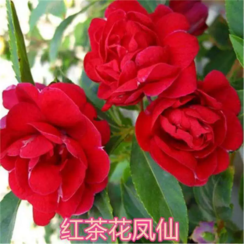 Семена камелии и импатиенса. Семена двойного лепестка гибискуса. Семена цветов и растений для балкона. Весеннее посев в горшках в помещении. Легко выращивать.