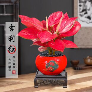 �����t��������ʺ�ˮ���f��t�҃Ⱥ��B�Gֲ�͏d�lؔ�仨��ֲ��