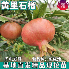 һ�����l�S��ʯ��������ϱ���ͥԺ�Nֲ���԰����ش�޽ӵ����ͺ�