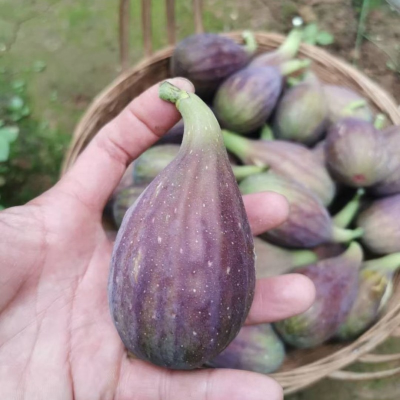 基地出售当年结果无花果苗 根系发达植株健壮波姬红无花果苗