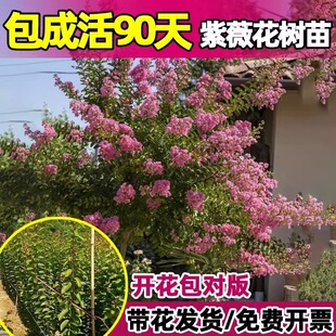 ��ޱ���������԰��ռt����ͥԺ�t��ޱ��������G��ֲ������ļ���