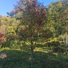 t鱻鱘@־G鱅鱻鱾Gٻľ