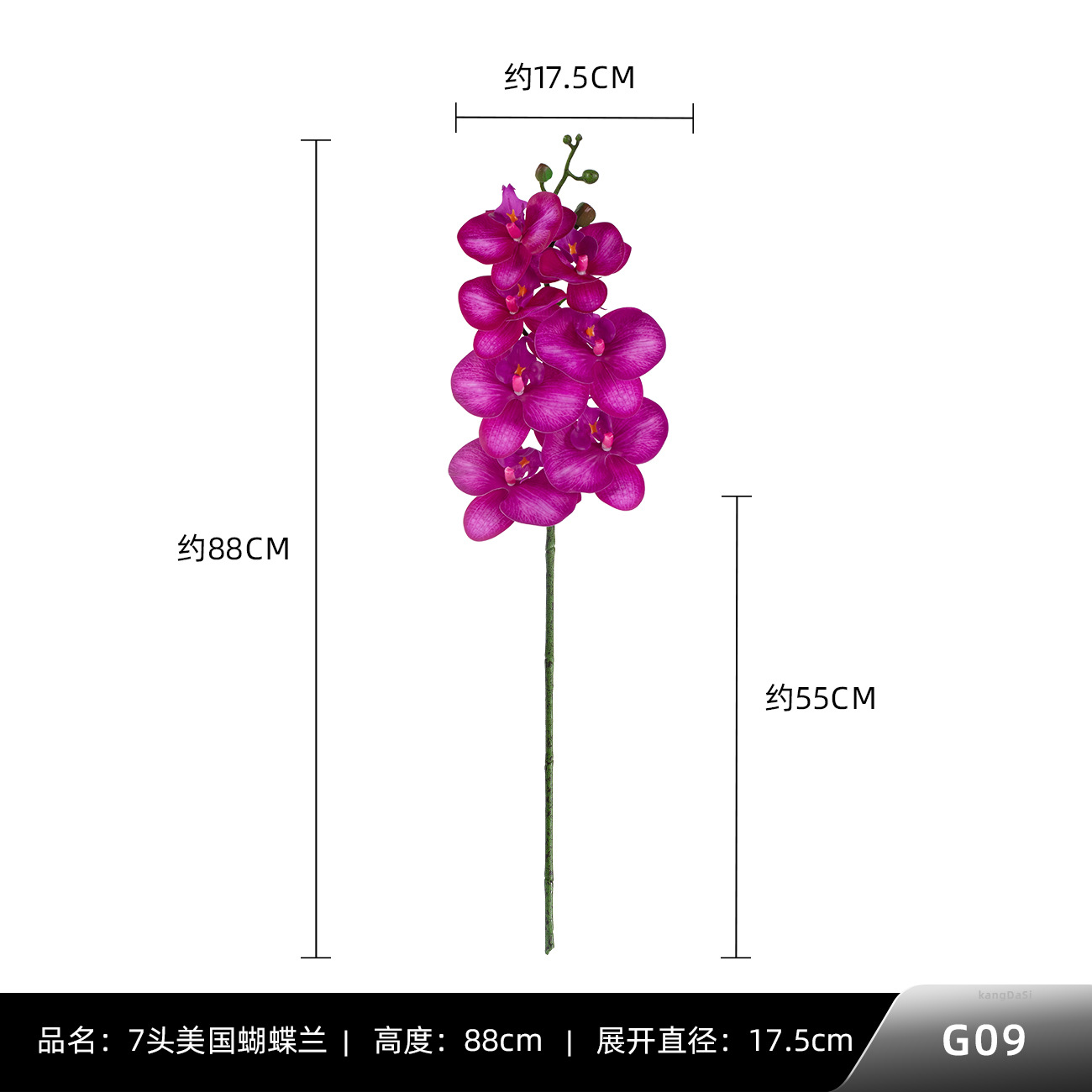G09 #7 머리 미국 호접란
