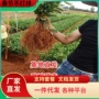 基地橘子砂糖橘沙糖桔苗