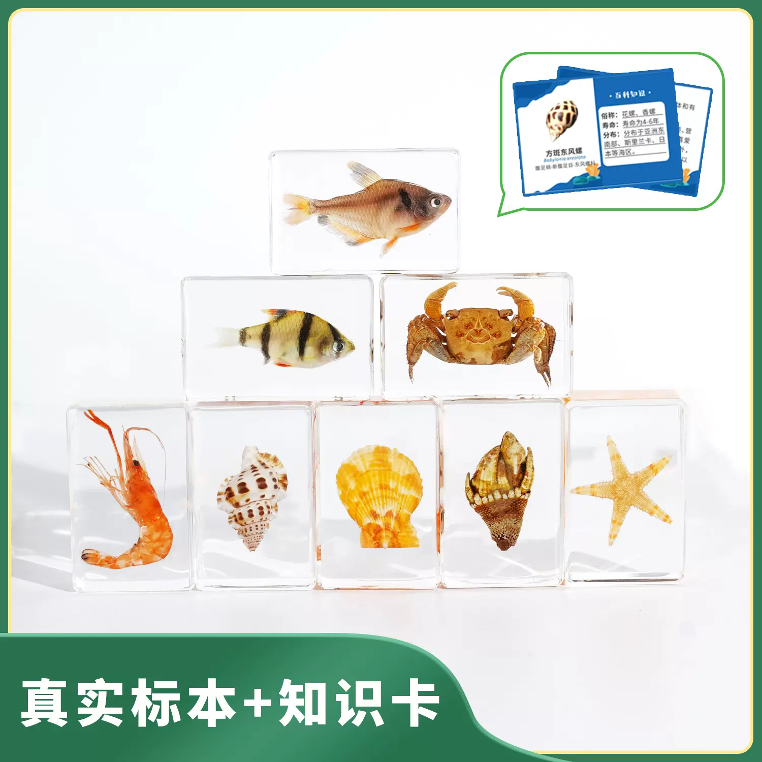 开学季科普海洋标本螃蟹贝壳鱼标本儿童礼品伴手礼文创摆件研学