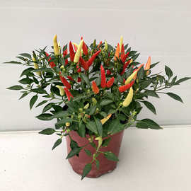 朝天椒盆栽带果可食用五彩辣椒小米椒花苗阳台四季开花结果绿植物