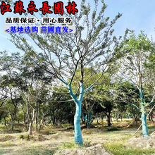 �Ә侰�^�G����Ҏ����U�Nֲ���س��깩���ļ����������е��Ә�