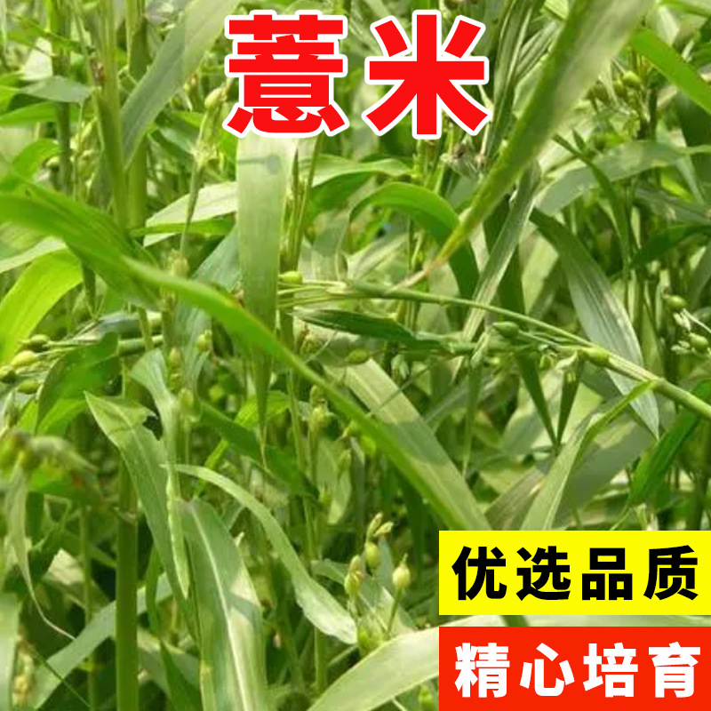 薏米种子中药材新货薏米仁种籽薏米药用小薏米五谷杂粮软糯香甜