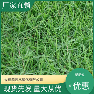 [Base Wholesale] Cold-Resistant Winter Perennial Bermudagrass Lawn, Large Amount of Garden Greening Turf, Favorable Price