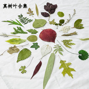 Real Leaves Collection Real Leaves Plant Specimen Dried Flower Material Bag Embossed Table Lamp Sticker Dropping Glue Baffle Mobile Phone Case