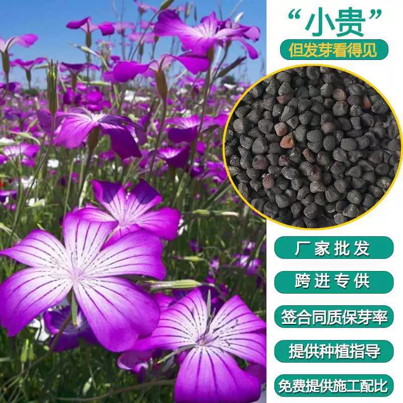 Импортированный большой цветок maixian Weng семена цветов двор открытый Садоводство Семена цветов четыре сезона посев семена цветов легко жить семена цветов
