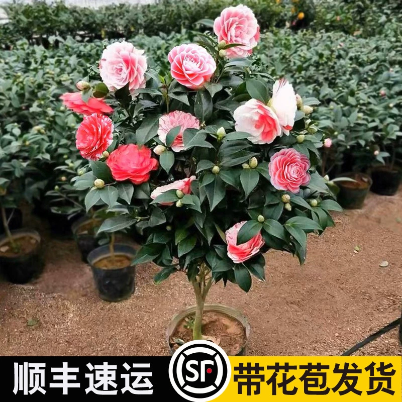 Xiangfei Camellia Горшечные растения с бутонами Пятицветные красные цветочные растения Домашние хорошие рассады камелии Цветение в четыре сезона