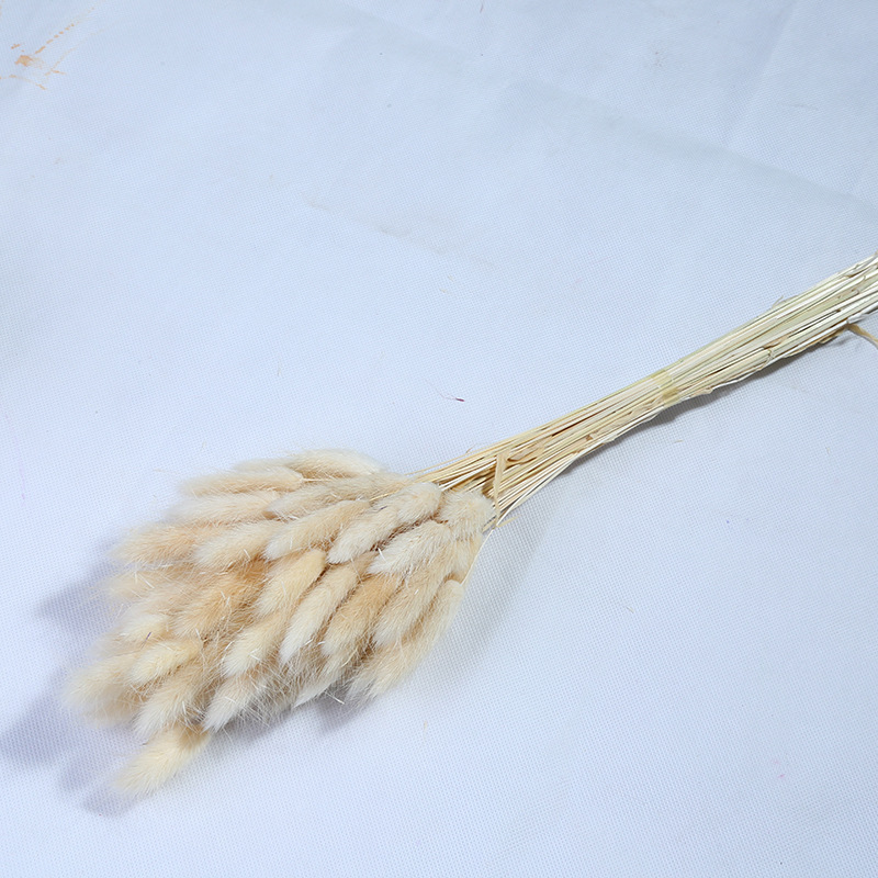 Flor inmortal hierba de cola de conejo hierba de cola de perro material natural 60 flores secas adornos para el hogar material de ramo DIY