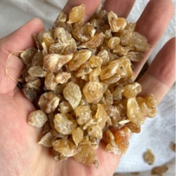 批发薤白优质薤白
