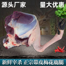 鹿腿 新鲜现杀梅花鹿腿 正宗成年鲜鹿肉生鲜肉食散养厂家直销