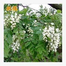 �o�¹�ľ�N�����뻱�̻��y�Ϛg�໨ľ�m��֦�ӌ��~���iʺ��������