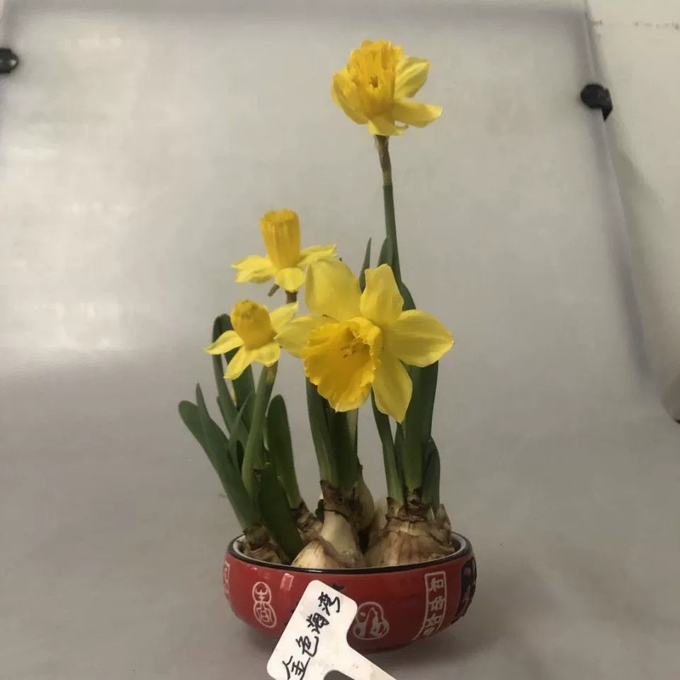 Импортный цветной Нарцисс Шариковый горшок для комнаты Гидропонные нарциссы Цветочная лампа в горшке Голландский двойной