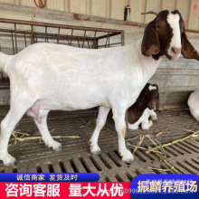 �t�^����ɽ������� 3-4���µĲ������һֻ ���lɽ����