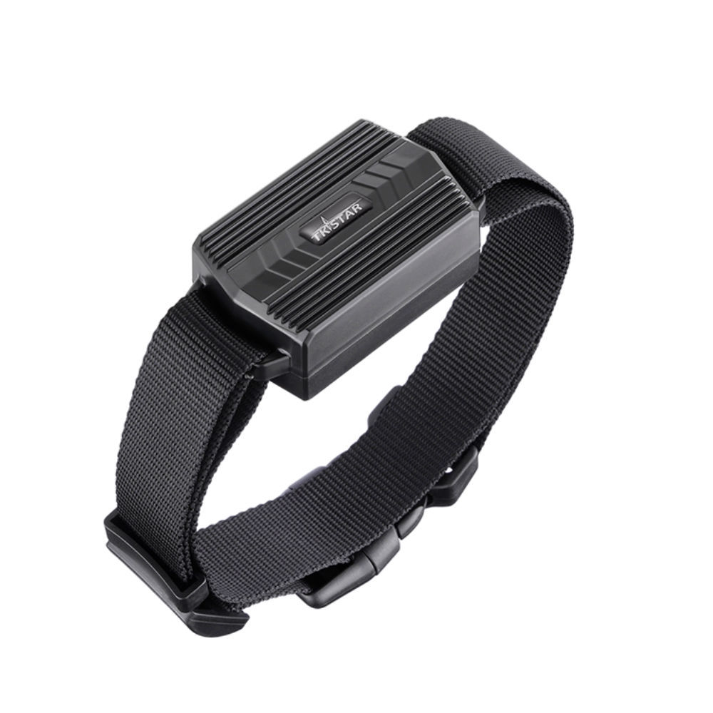 2G TK935-동물 모델