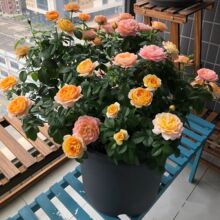 果汁阳台月季花苗带花苞玫瑰大花四季开花浓香型盆栽庭院易养花卉