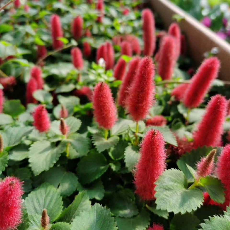 2108 база оптовая поставка кошачьих хвостов красный горшечный мешок саженцы