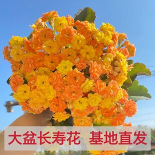 ���w�����L��ϡ�����԰l؛�ذ�󻨻��ܻ����_���̨�҃�ֲ����B